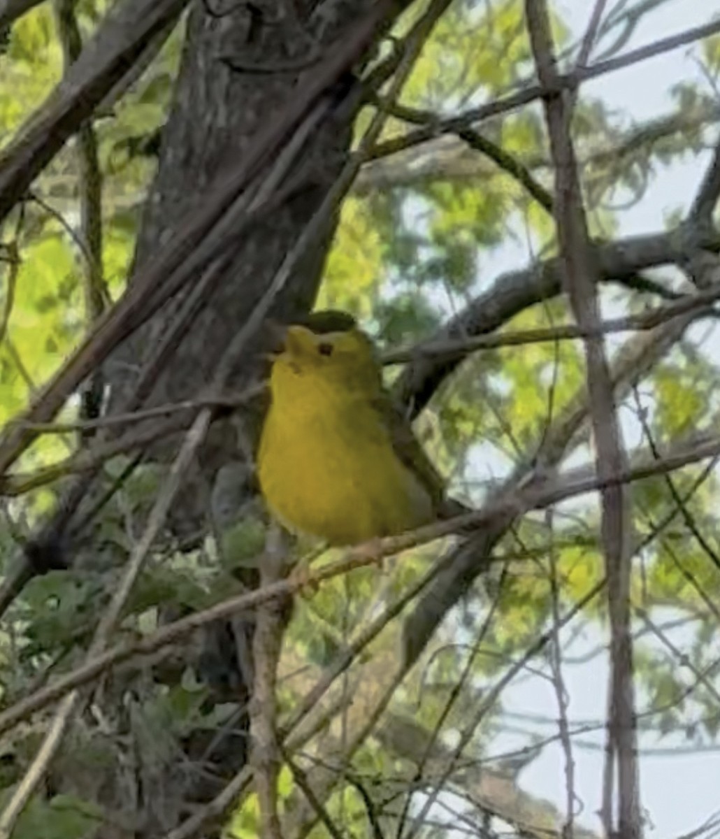 Wilson's Warbler - ML635628567