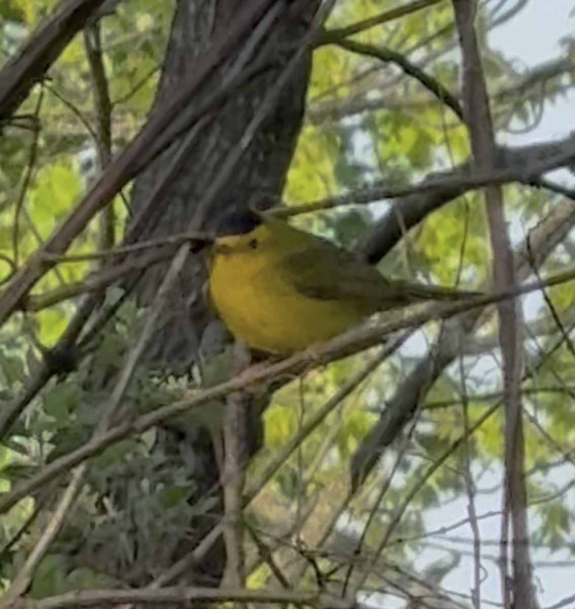 Wilson's Warbler - ML635628568