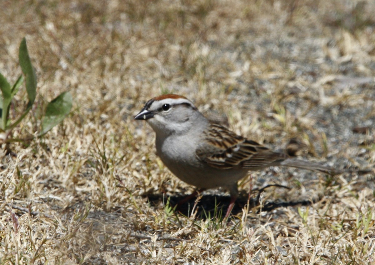 Chipping Sparrow - ML635628600