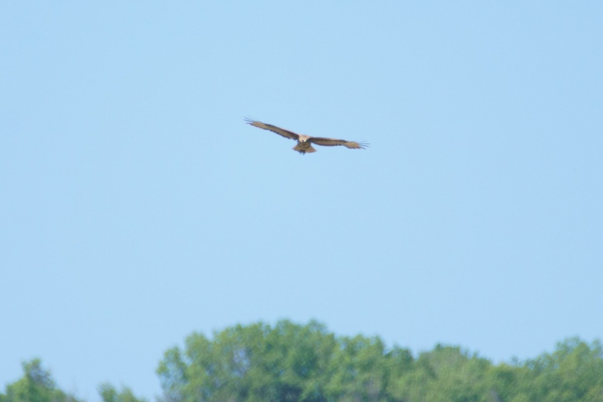 Long-legged Buzzard - ML635628727