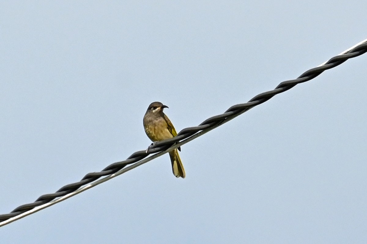 Dark-brown Honeyeater - ML635628749