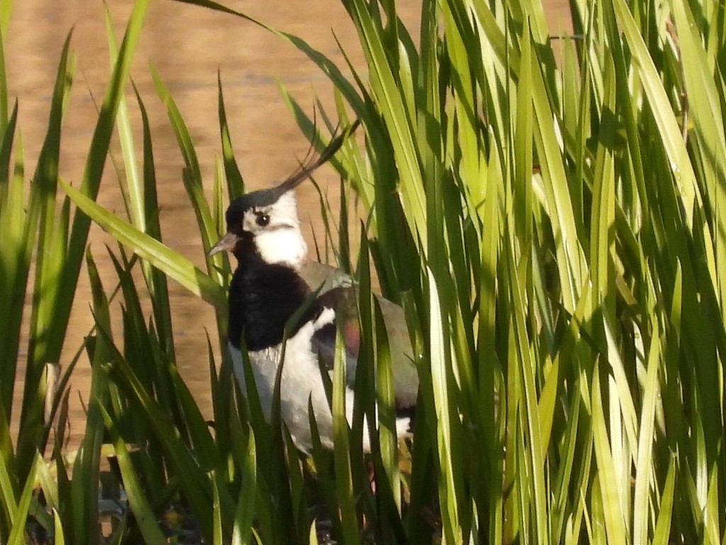 Northern Lapwing - ML635628806