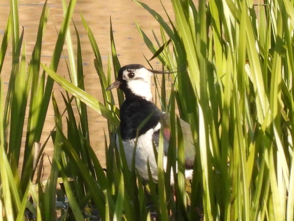 Northern Lapwing - ML635628807