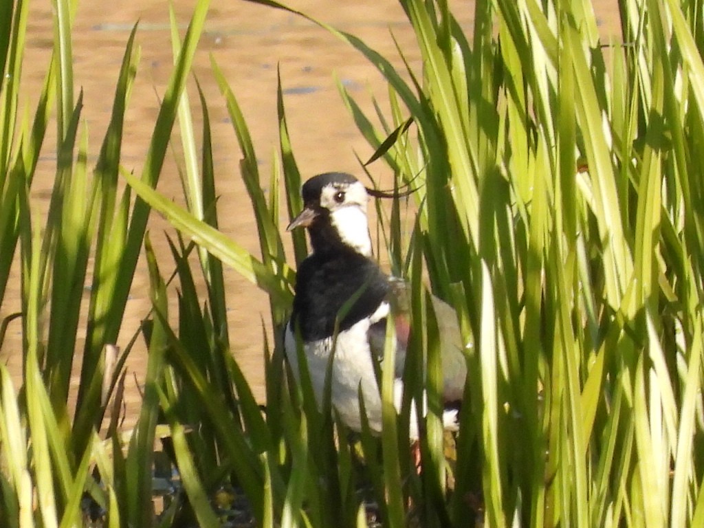 Northern Lapwing - ML635628808