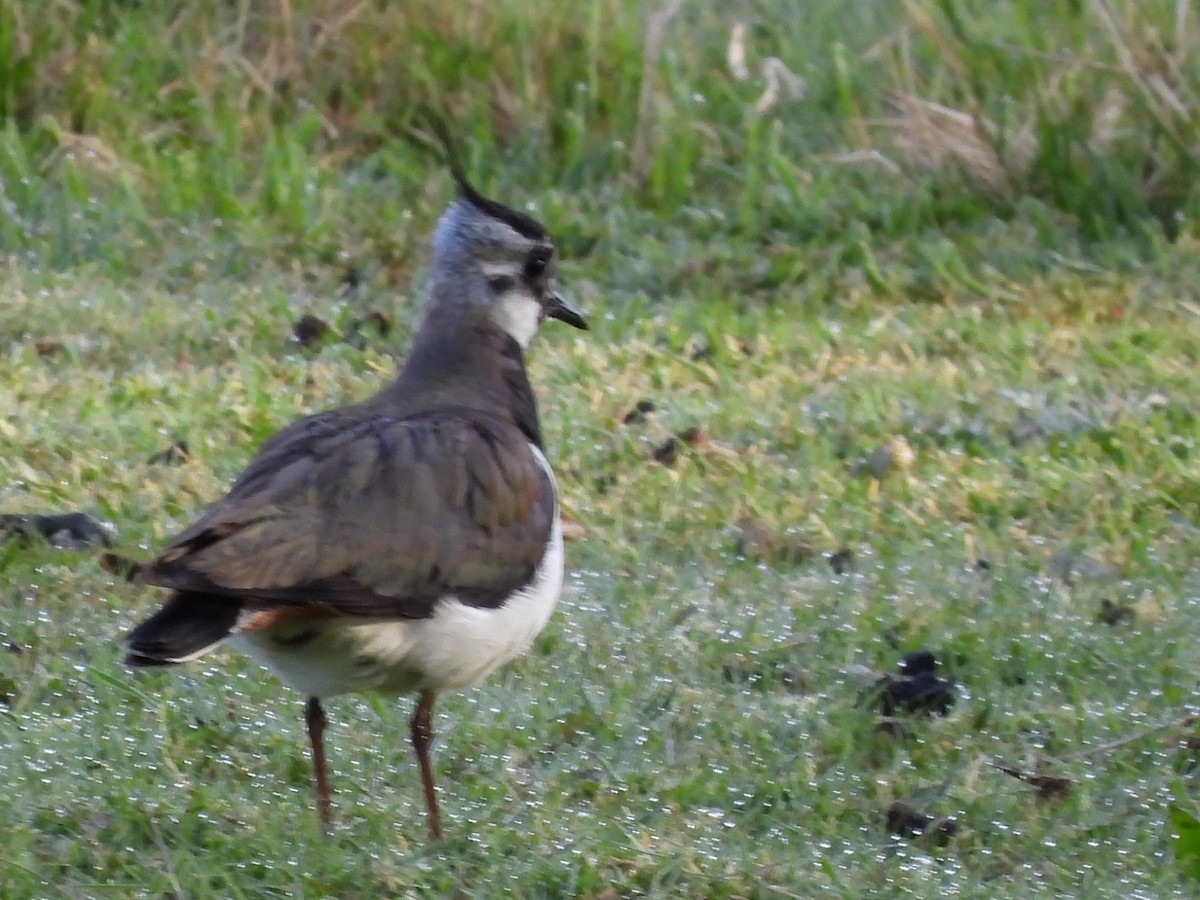 Northern Lapwing - ML635628809
