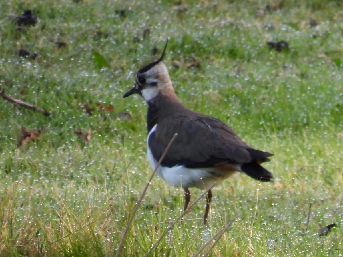 Northern Lapwing - ML635628810