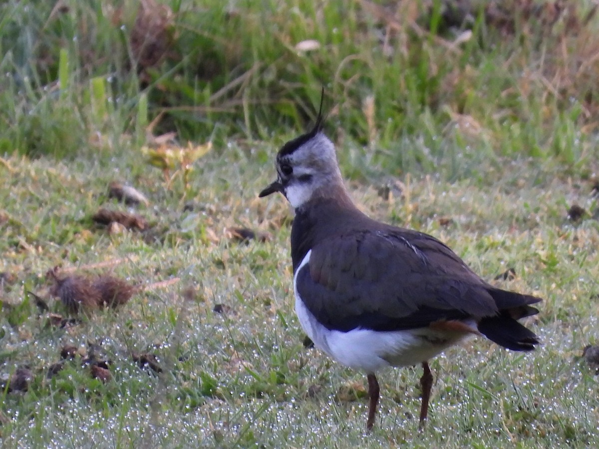 Northern Lapwing - ML635628811