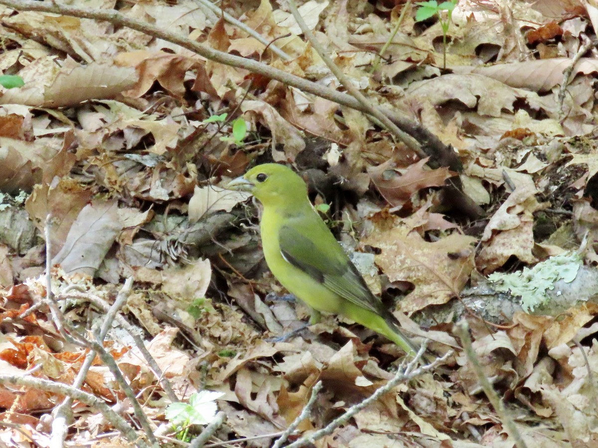 アカフウキンチョウ - ML635628882