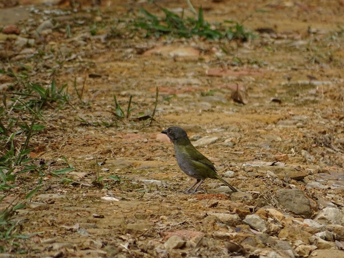 Dusky Chlorospingus - ML635628925