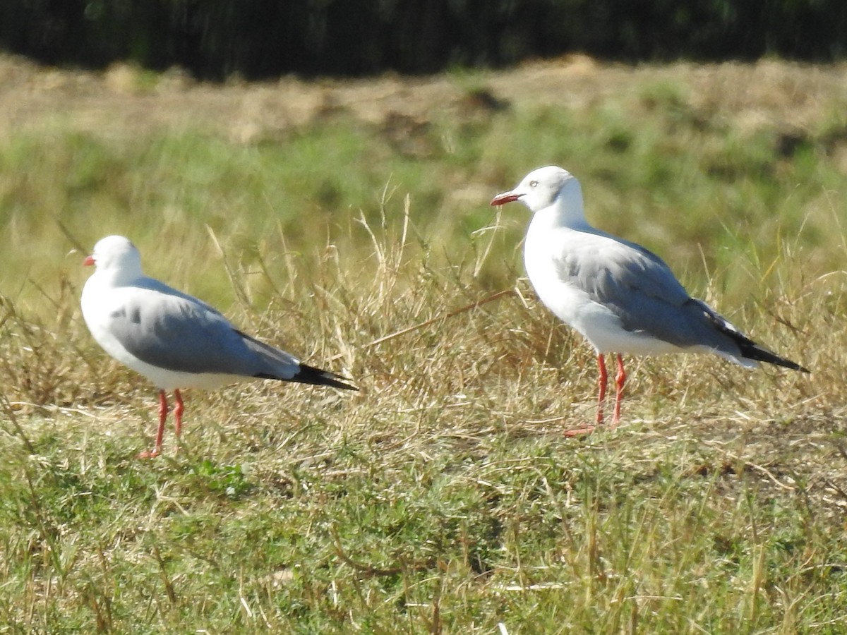Gray-hooded Gull - ML635628958