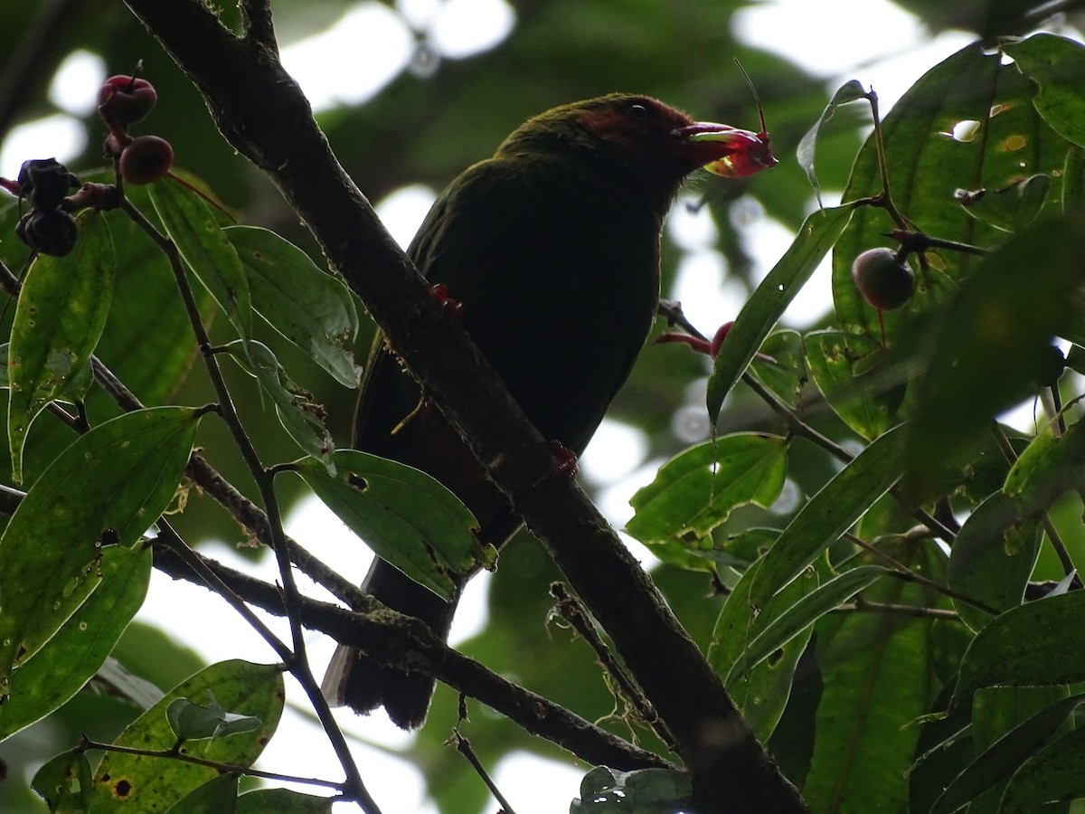 Grass-green Tanager - ML635629046