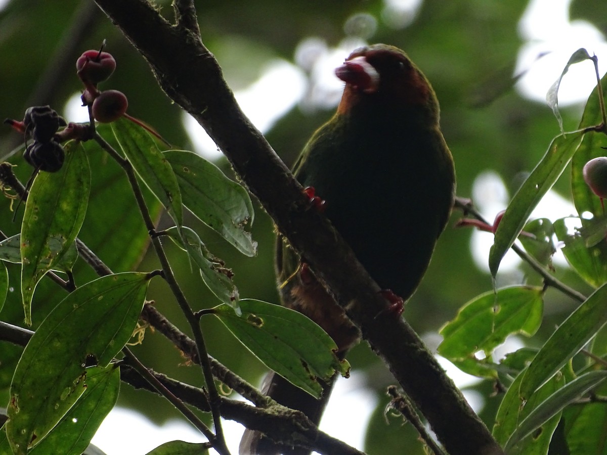 Grass-green Tanager - ML635629047