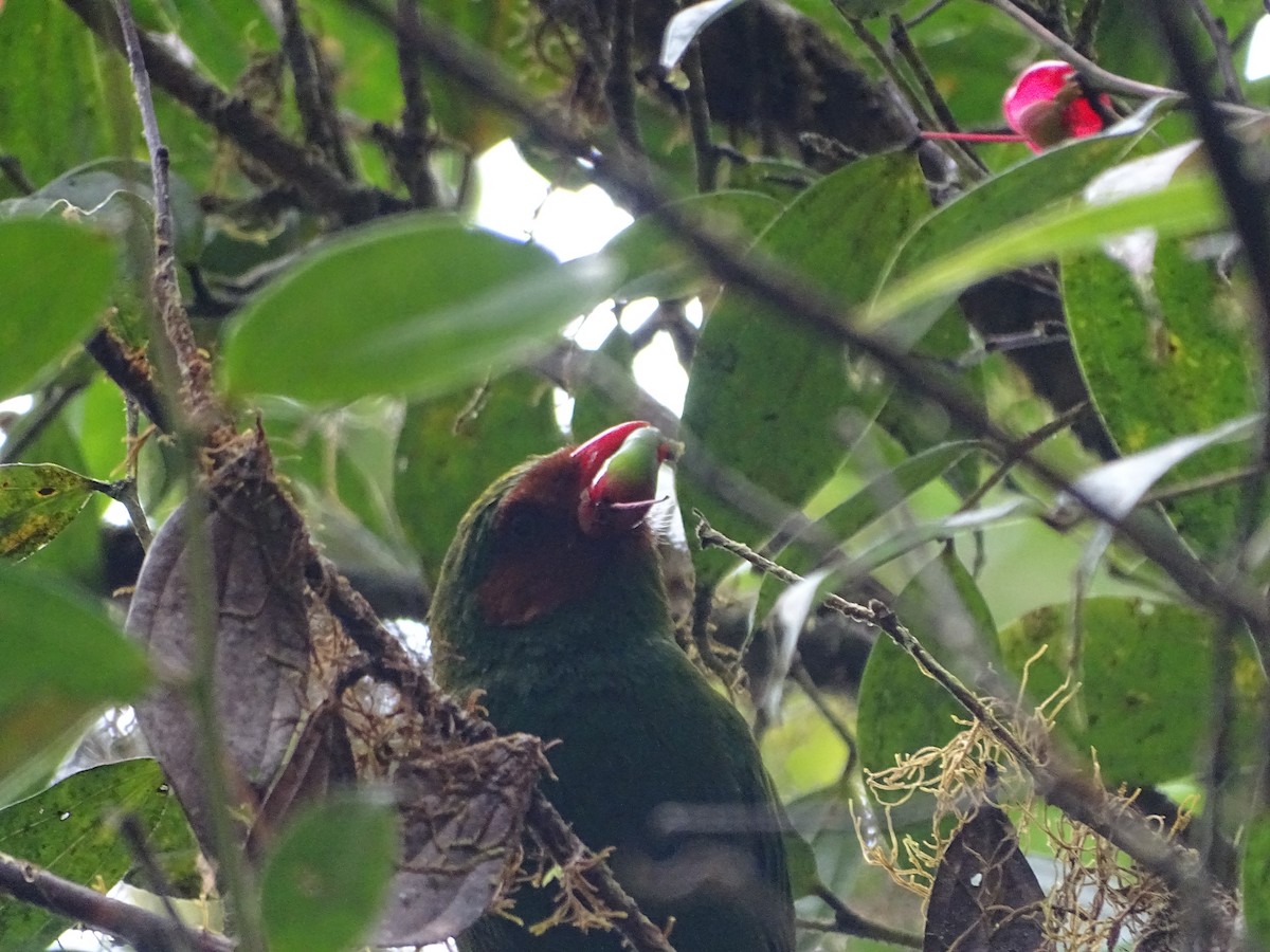 Grass-green Tanager - ML635629048