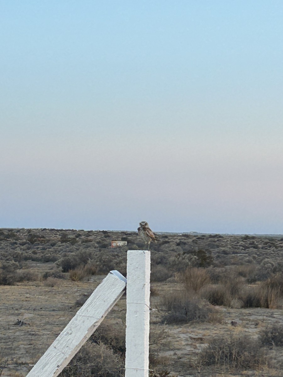 sýček králičí (ssp. hypugaea/rostrata) - ML635629051