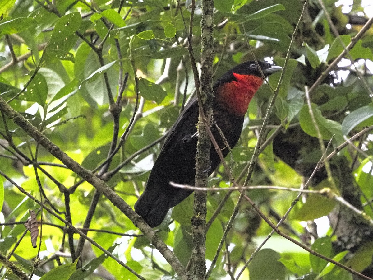 Red-ruffed Fruitcrow - ML635629059