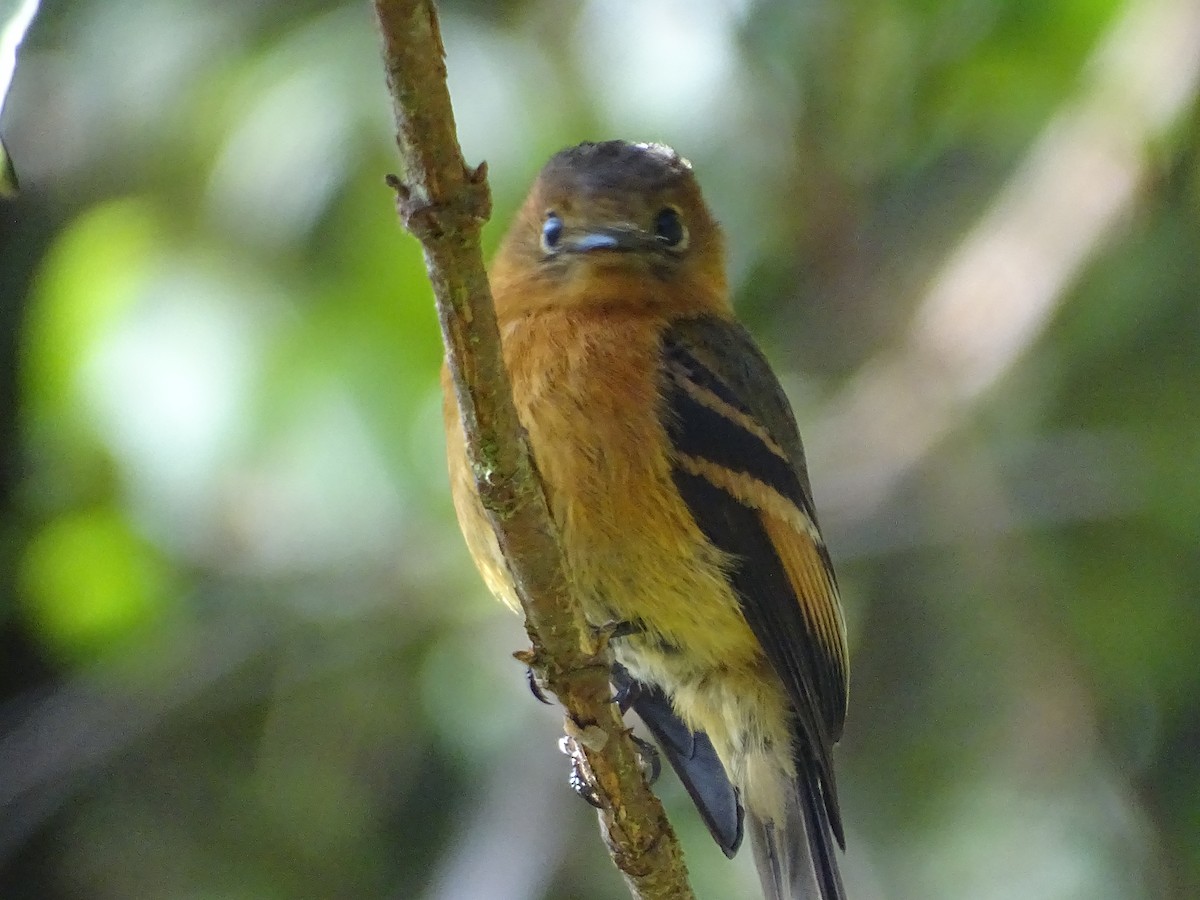 Cinnamon Flycatcher - ML635629137
