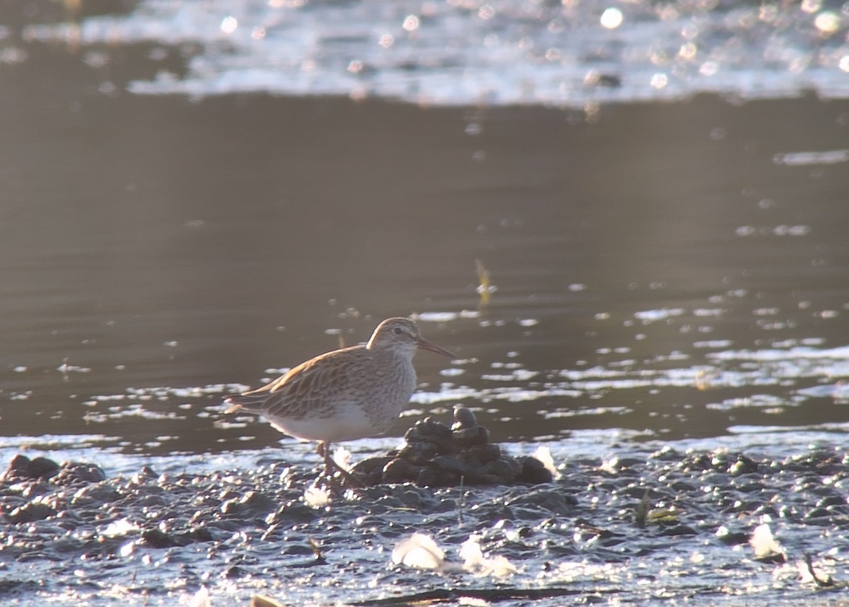 Pectoral Sandpiper - ML635629198