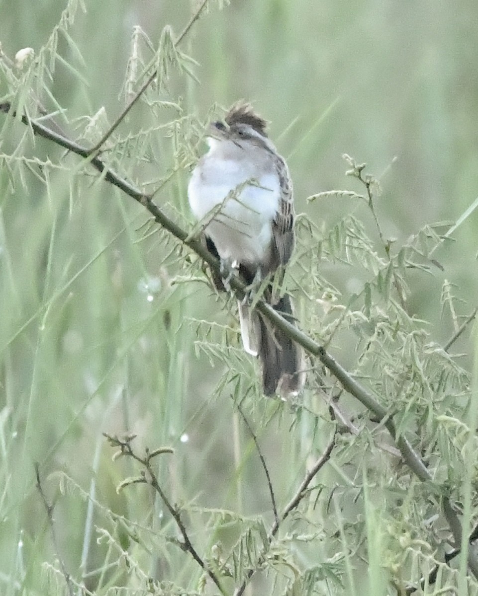 Striped Cuckoo - ML635629205
