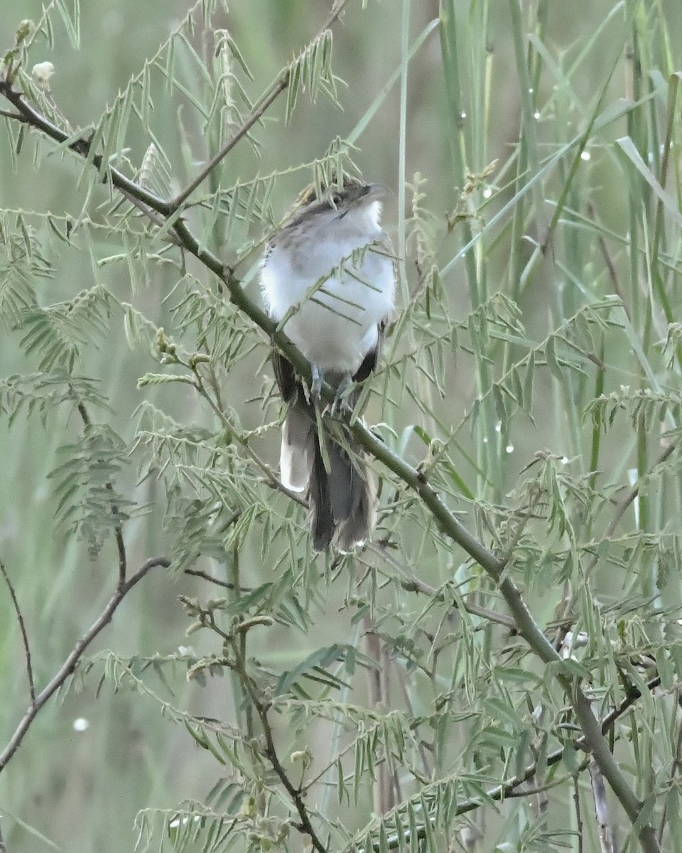 Striped Cuckoo - ML635629226