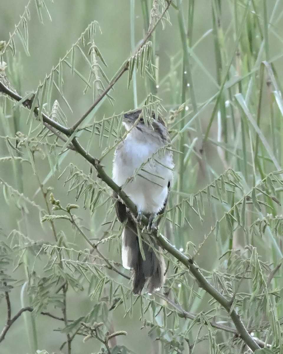 Striped Cuckoo - ML635629275