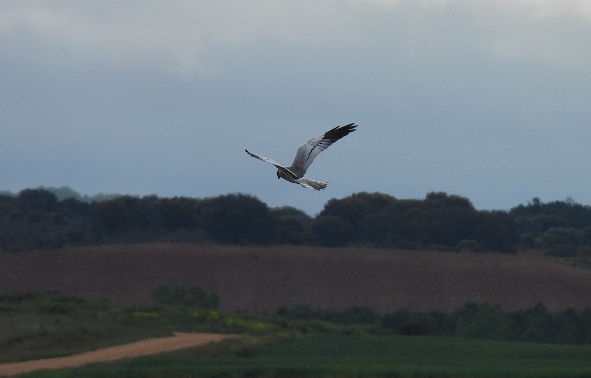 Montagu's Harrier - ML635629434