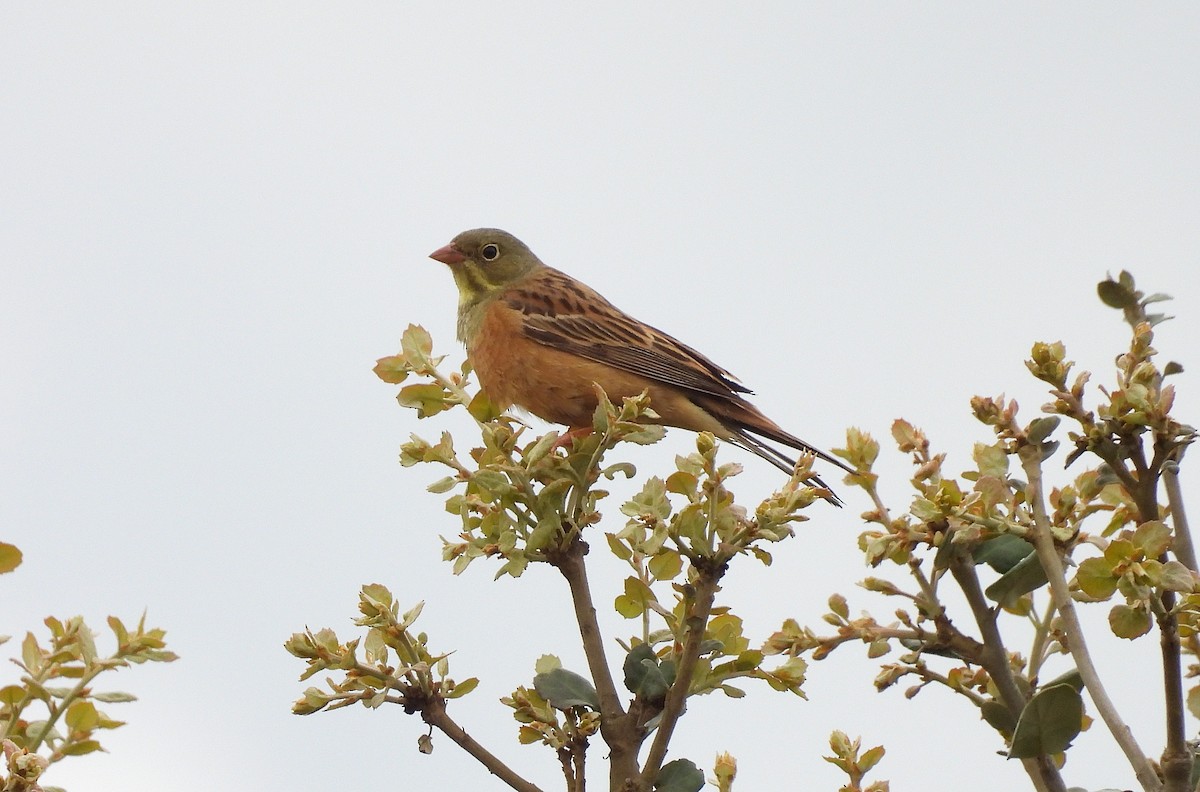 Ortolan Bunting - ML635629491