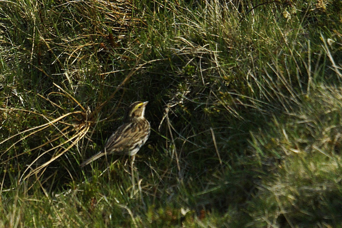 Savannah Sparrow - ML635629521