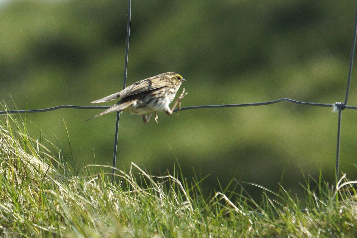Savannah Sparrow - ML635629529