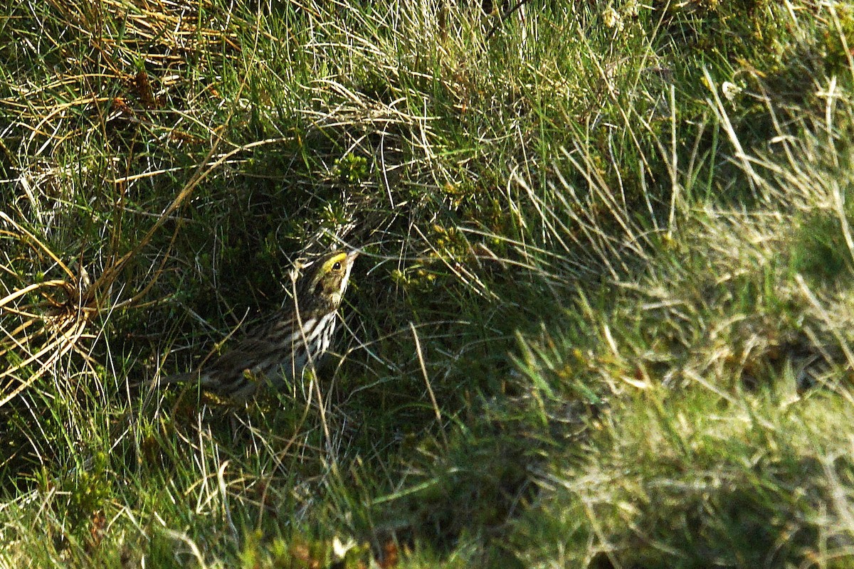 Savannah Sparrow - ML635629531