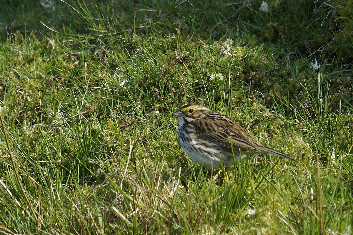 Savannah Sparrow - ML635629536