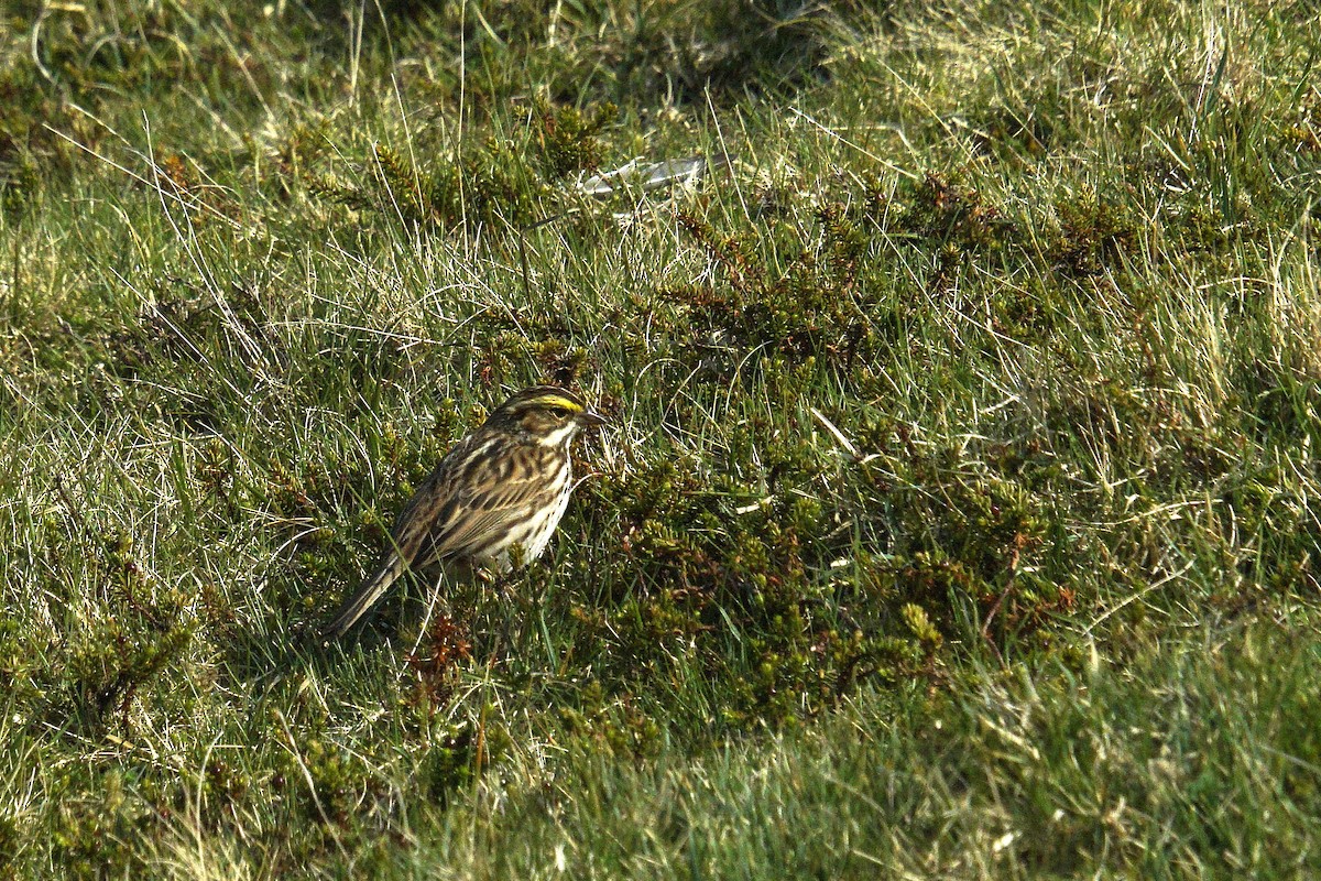 Savannah Sparrow - ML635629537
