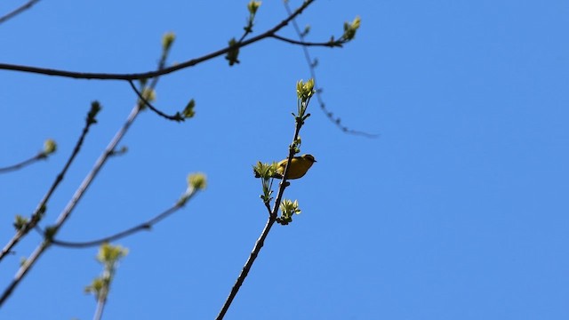 Blue-winged Warbler - ML635629642