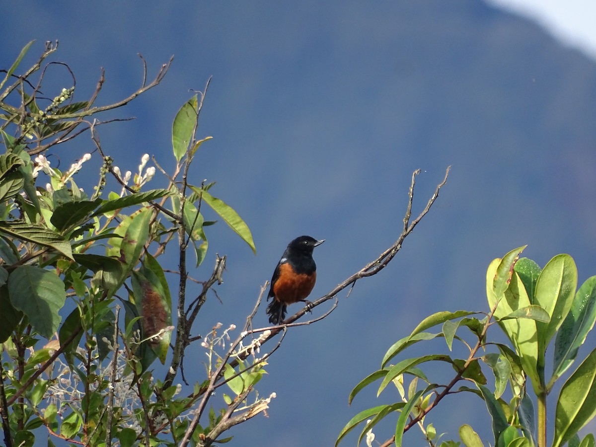 Chestnut-bellied Flowerpiercer - ML635629648