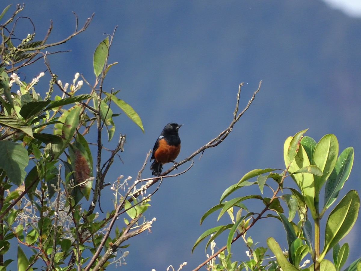 Chestnut-bellied Flowerpiercer - ML635629649