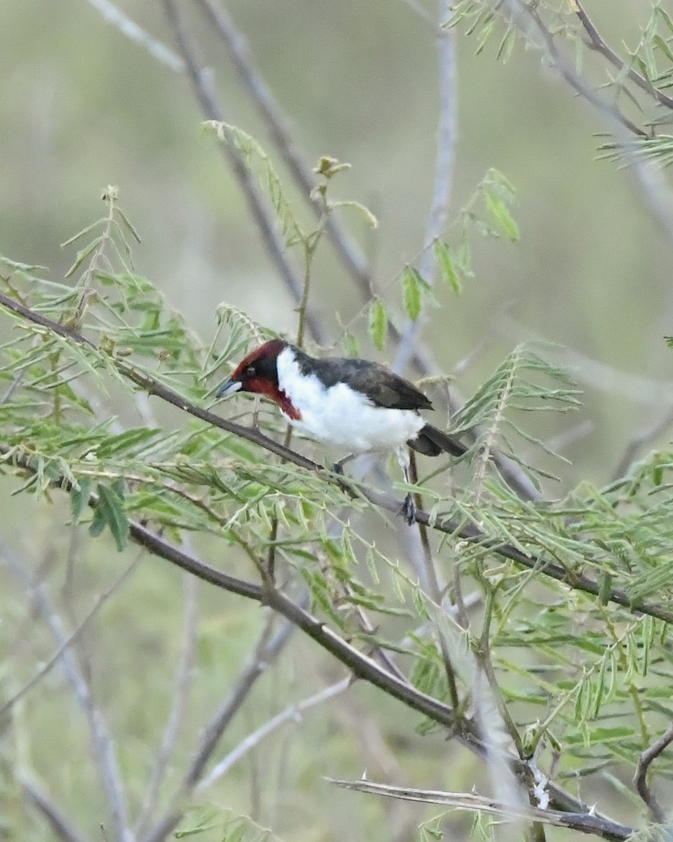Masked Cardinal - ML635629908