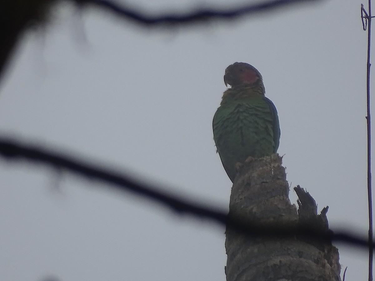Rose-faced Parrot - ML635630028