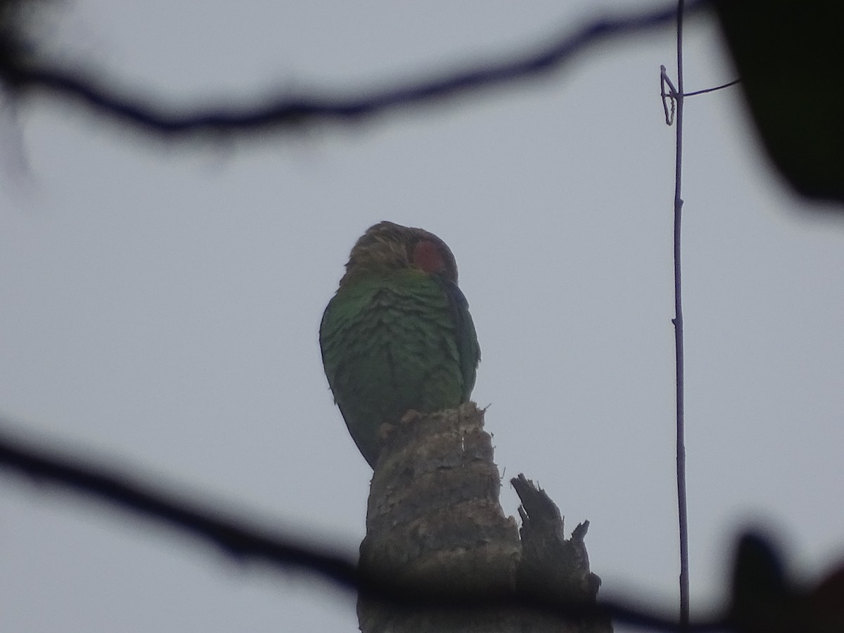 Rose-faced Parrot - ML635630029