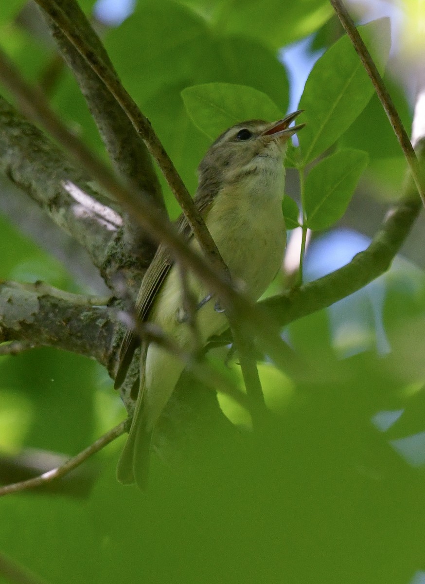 Warbling Vireo - ML635630116