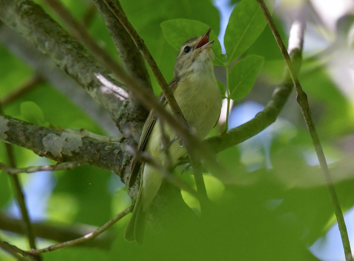 Warbling Vireo - ML635630117