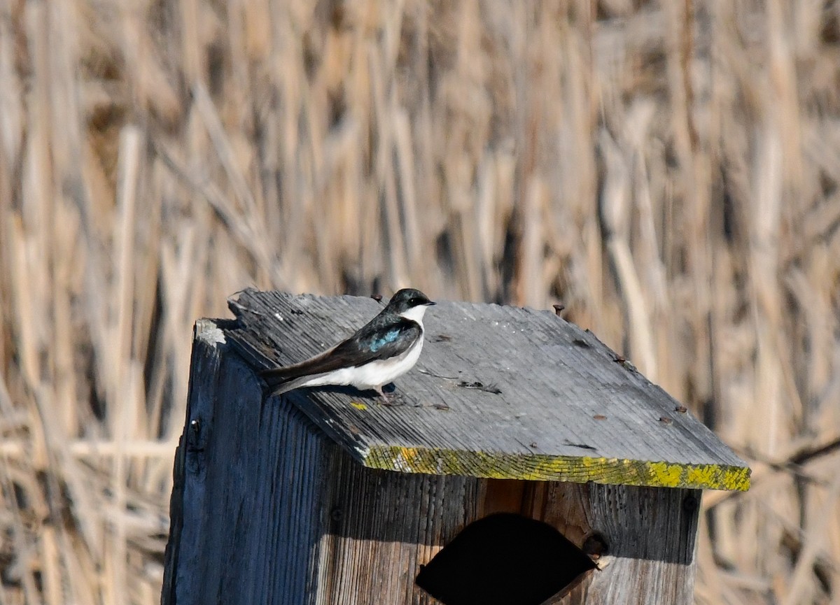 Tree Swallow - ML635630129