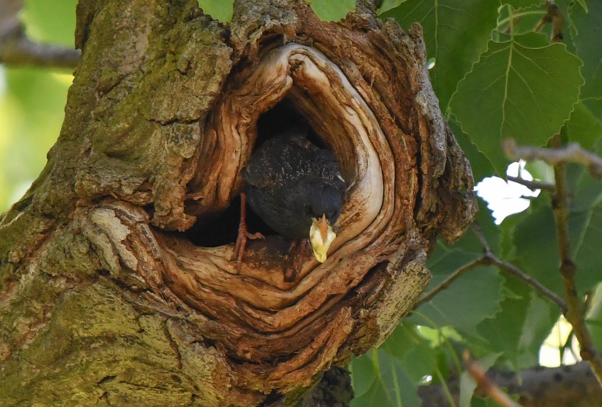 European Starling - ML635630140