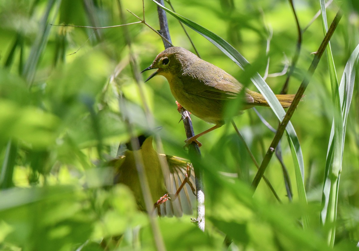 Common Yellowthroat - ML635630167