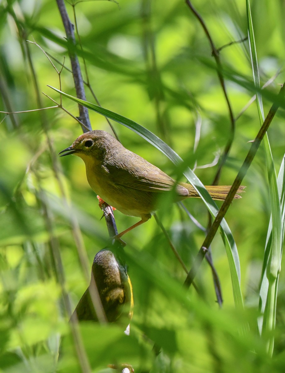 Common Yellowthroat - ML635630168