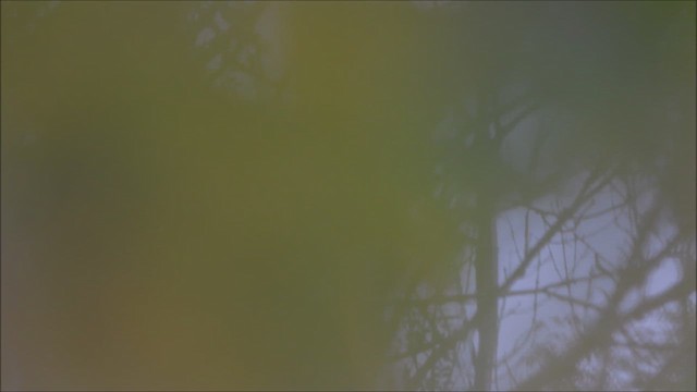 עלווית צהובת-גבות - ML635630173