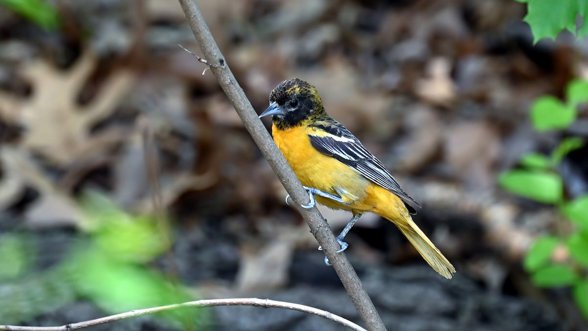 Baltimore Oriole - ML635630184