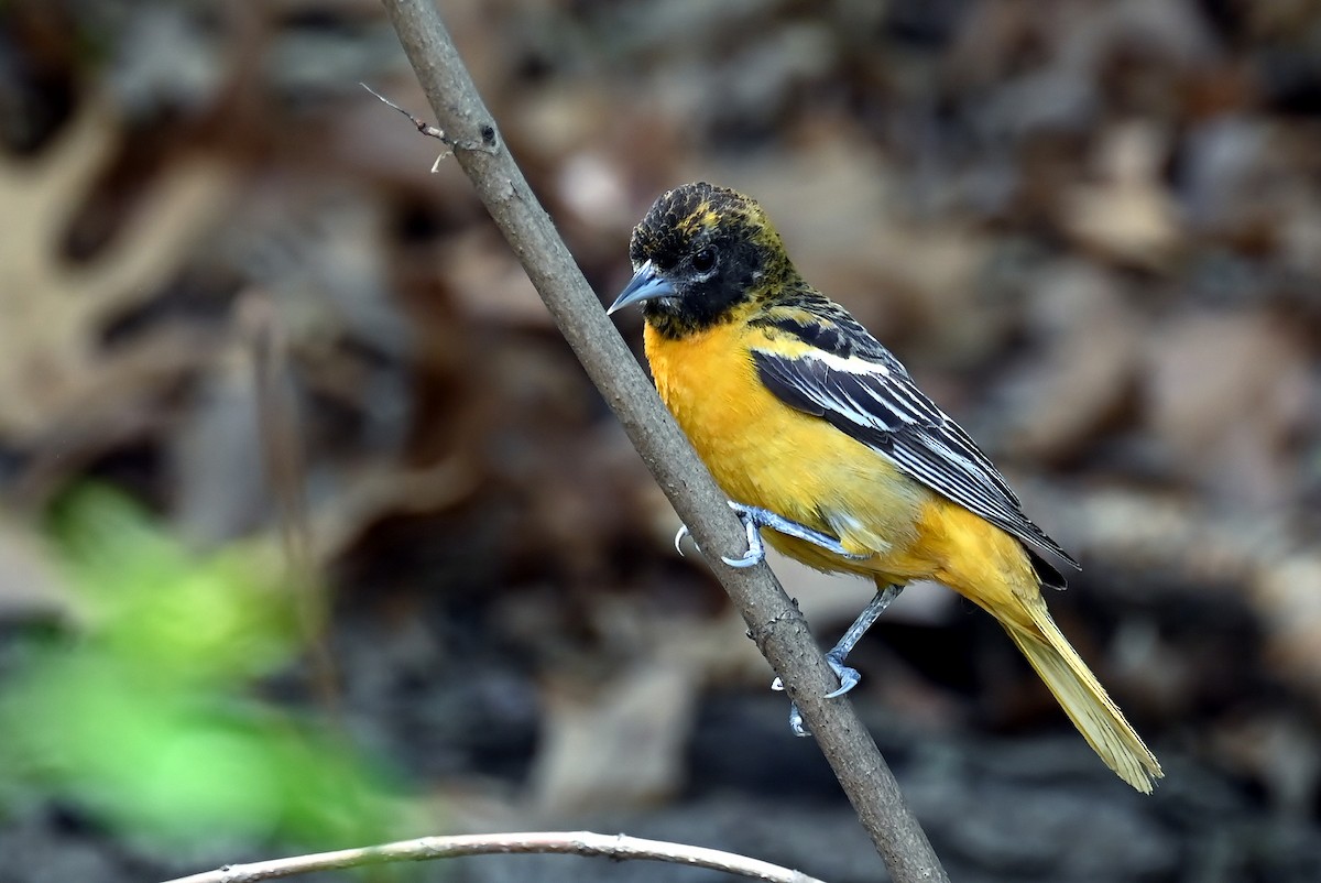 Baltimore Oriole - ML635630185