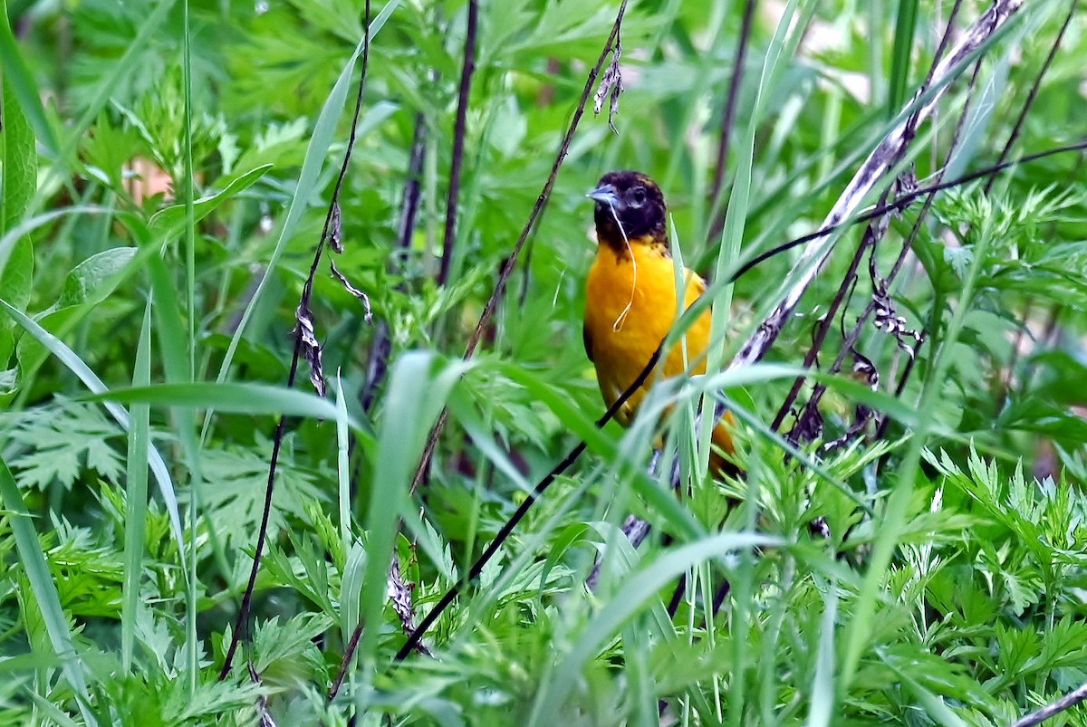 Baltimore Oriole - ML635630186