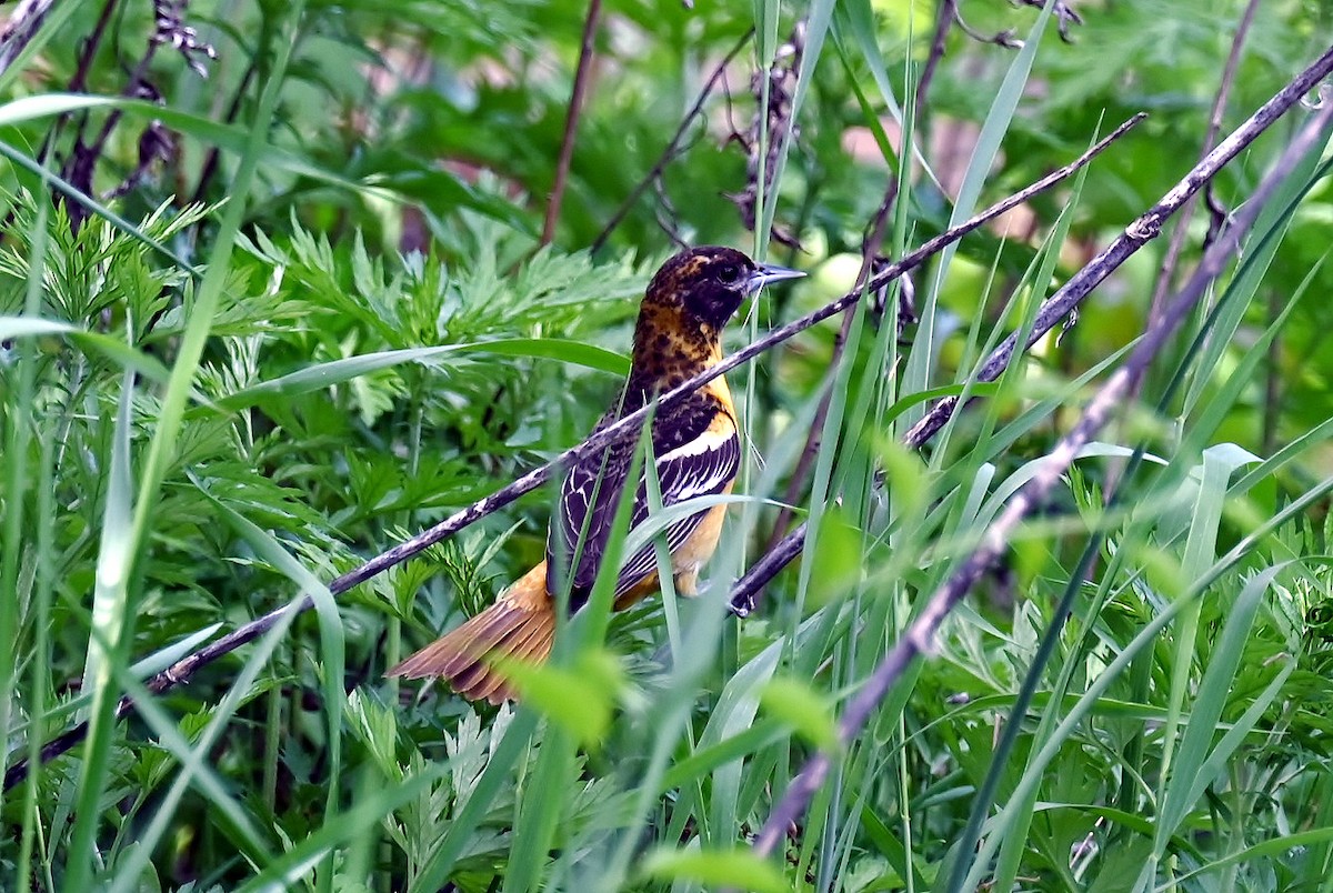 Baltimore Oriole - ML635630187