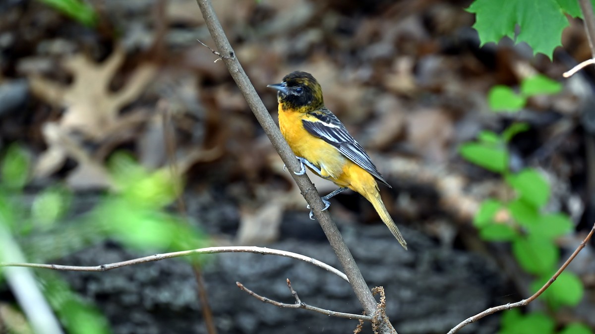 Baltimore Oriole - ML635630188