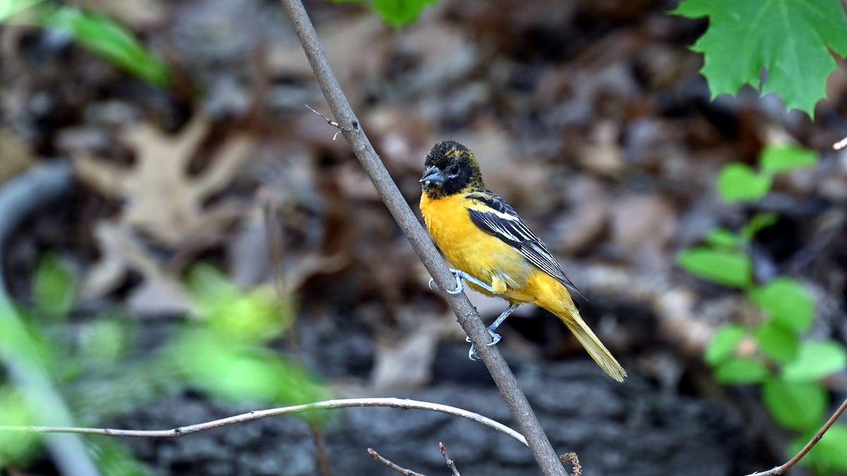 Baltimore Oriole - ML635630190